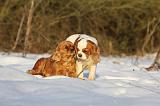 CAVALIER KING CHARLES 453